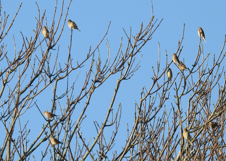 Linnets in winter tree tops