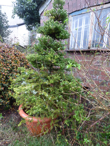 The Christmas tree with its own cones and lichen