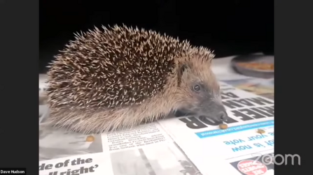 Live hedgehog at Prickles & Paws