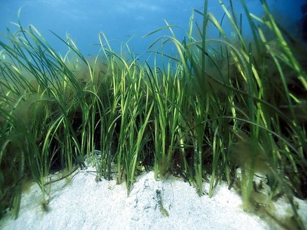 Seagrass