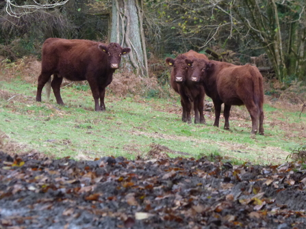 Grazing animals at Cabilla & Redrice Woods