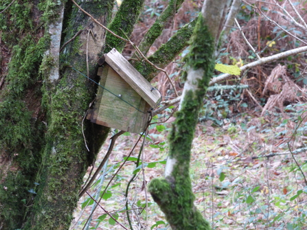 Dormouse box binded to a tree