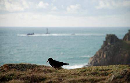 Chough at Lands End, Image by Pete Warman