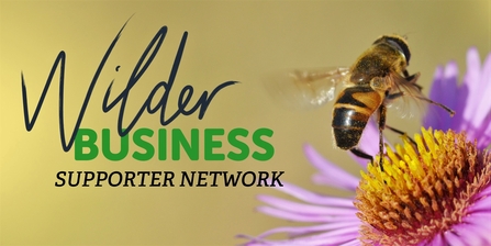 Wilder Business