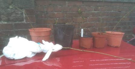 Acorn seedlings bagged and potted up, ready to go to a new home