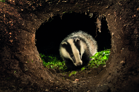 Badger in garden