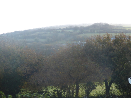 Oak trees in autumn along the Cornish hedge at the bottom of the terrace's gardens
