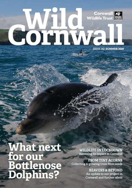 Wild Cornwall - Issue 142 - Summer 2020