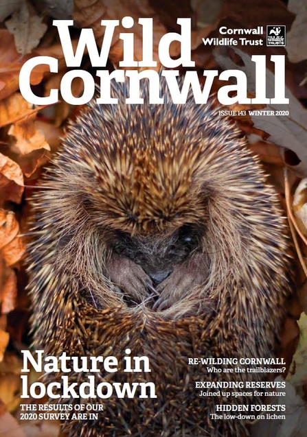 Wild Cornwall - Issue 143 - Winter 2020