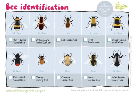Bee Identification Sheet