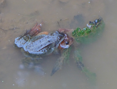 Common frogs mating in the pond