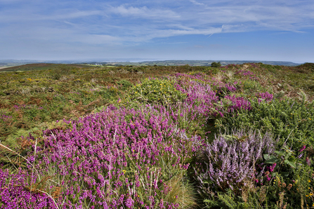 Lowland Heathland County Wildlife Site