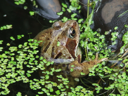 Frog amongst the duckweed in the pond