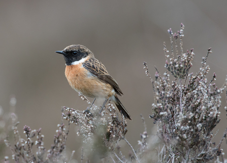 A male stonechat with its striking black head, orange-red breast and white around the side of its neck