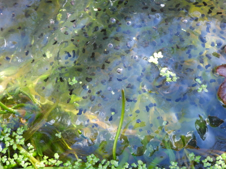 The frogspawn starting to change into tadpole shapes