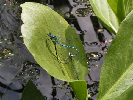 Azure damselflies on bogbean