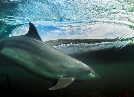 Bottlenose Dolphin surfing