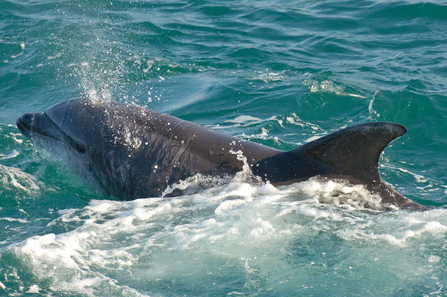 Bottlenose Dolphin in St Ives Bay