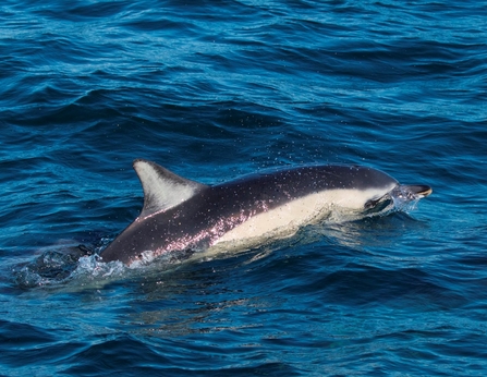 Common Dolphin breaking the surface
