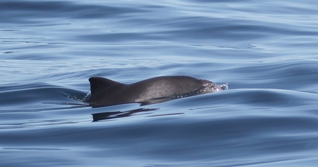 Harbour Porpoise breaking the surface