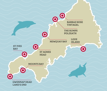Where to see dolphins and porpoises in Cornwall