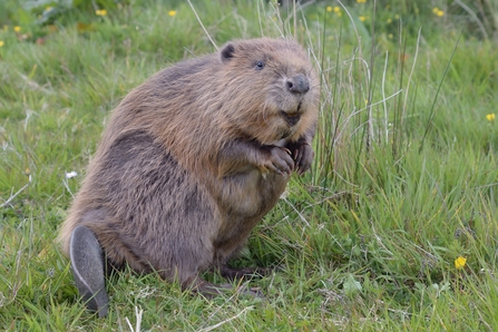 Beaver at the Cornwall Beaver Project