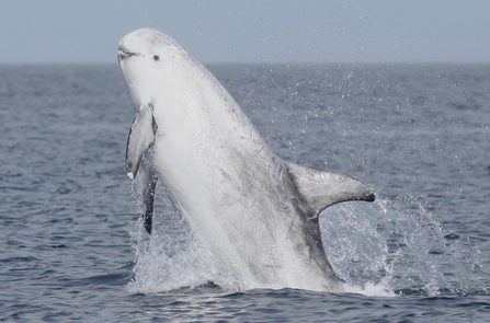 Risso's Dolphin breaching