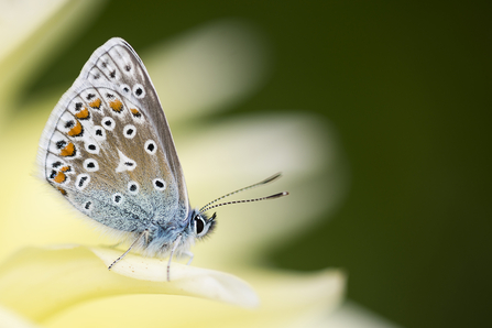 Common blue butterfly perched on a flower