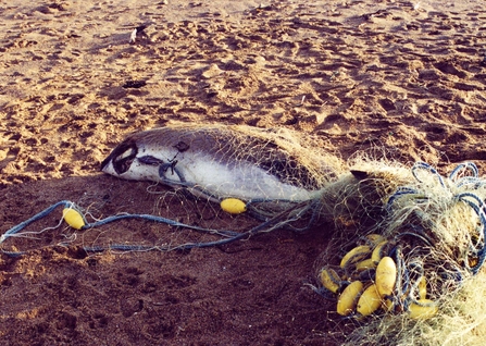 Porpoise entangled in a fishing net