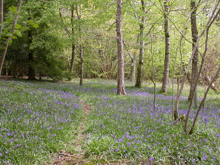 Bluebells at one of Cornwall's County Wildlife Site