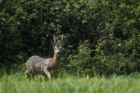 Roe deer are a common sight, either hidden in the shadow of the hedges or grazing in the open