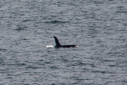 Orca named 'John Coe' - recognisable by the large notch on his dorsal fin