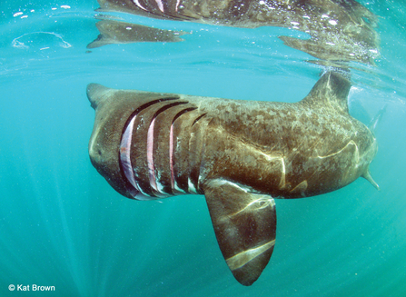 Basking Shark by Kat Brown/2020VISION