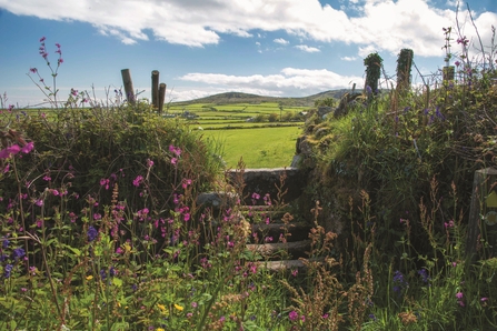 Cornish Hedge and Stile by John Beedle