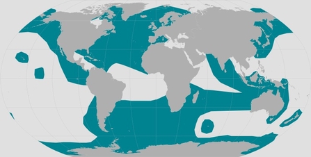 Orca global range. Map by NOAA Fisheries.