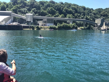 Reported orca in Fowey in 2018 which was later identified as a Risso's Dolphin