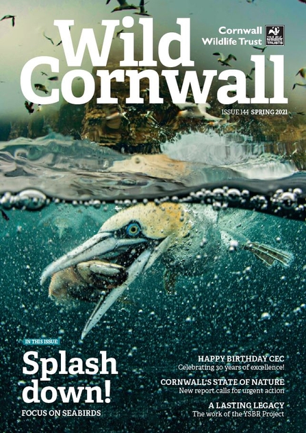 Wild Cornwall - Issue 144