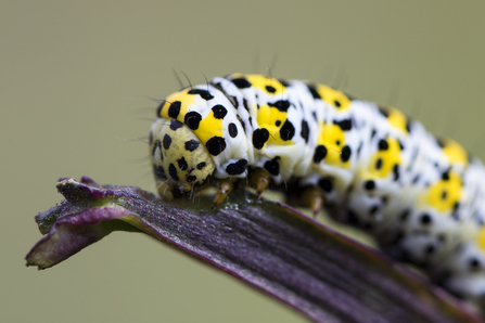 Mullein moth caterpillar