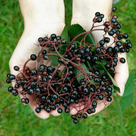 Elder