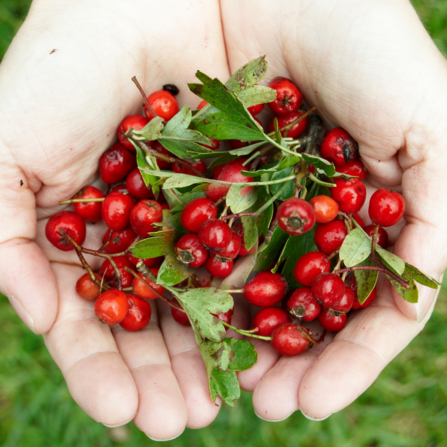 Hawthorn