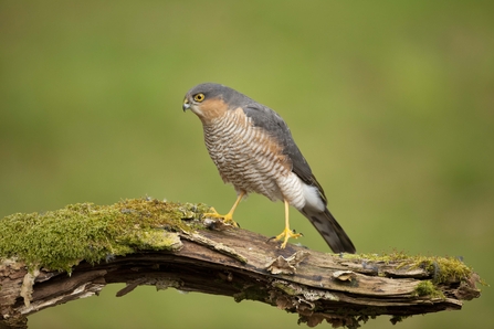 Cornwall Wildlife Trust - Five frequently sighted birds of prey in