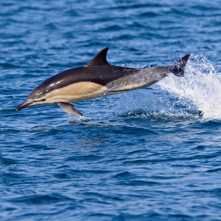 Common Dolphin, Image by Tony Mills (featured in Cornwall Wildlife Trust's 2022 Wild Cornwall Calendar)