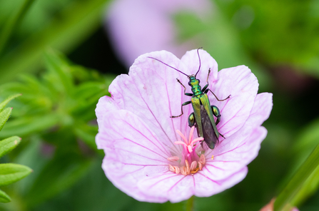 Thick-legged Flower Beetle, Image by Catherine Rhodes (featured in Cornwall Wildlife Trust's 2022 Wild Cornwall Calendar)