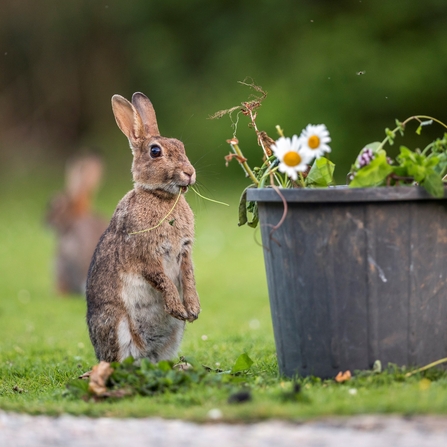 Rabbit, Image by David Chapman (featured in Cornwall Wildlife Trust's 2022 Wild Cornwall Calendar)