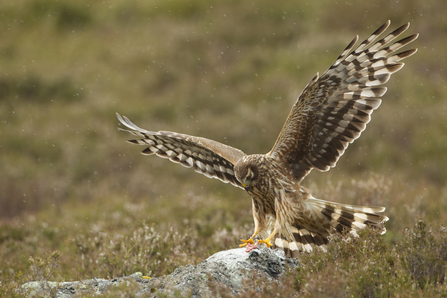 Cornwall Wildlife Trust - Five frequently sighted birds of prey in