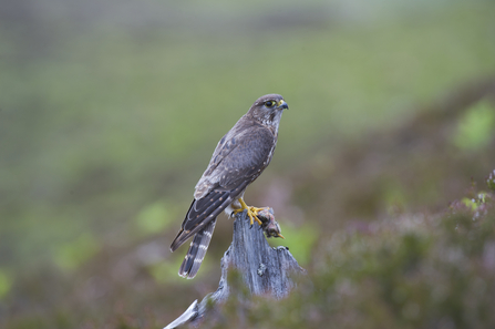 Female Merlin on perch, Image by Rob Jordan/2020VISION