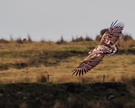 White-tailed Eagle flying high near Bodmin Moor, Image by Cat Lake Photography