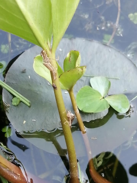 Pond life - Isabelle Candy