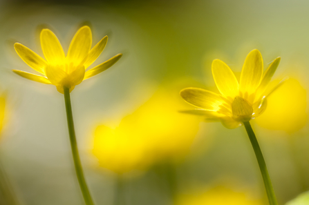 Lesser Celandine, Image by Ross Hoddinott/2020VISION