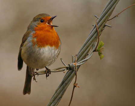 Robin calling - Jon Hawkins - Surrey Hills Photography